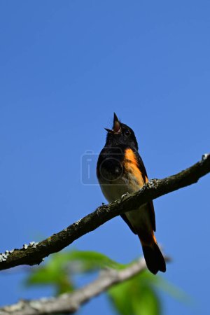 Colorful male American Redstart Warbler perched in a tree singin