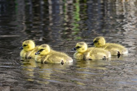 Cuatro lindo poco esponjoso bebé amarillo Canadá Gansos nadando en un río