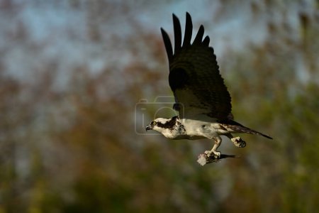 Osprey bird in flight with its wings spread carrying a half eaten fish