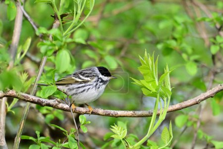 Blackpoll Warbler con plumaje de cría se sienta en un árbol. Golpeante pájaro ruiseñor negro y blanco a rayas se sienta en un árbol en un prado de primavera