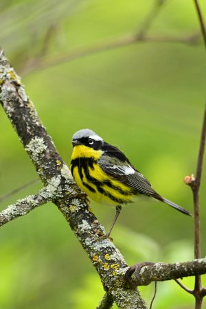 Colorful male Magnolia Warbler with full breeding plumage