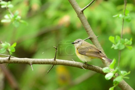 A female American Redstart Warbler bird sits perched in a tree looking for insects