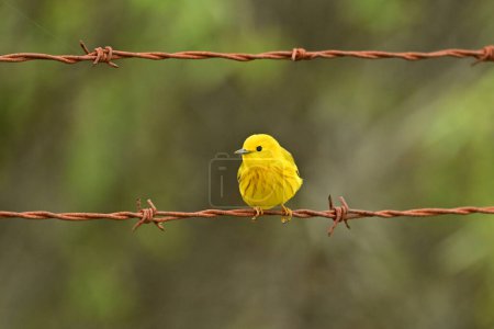 Bright colorful Yellow Warbler perched on a branch perched on a rustic barb wire fence