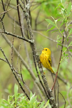 Bright colorful Yellow Warbler perched on a branch singing