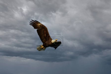 A symbolic American Bald Eagle in flight with wings spread and beak open against a stormy gray sky