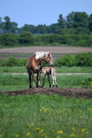 Belgian Draught horse with nursing foal in a green pasture