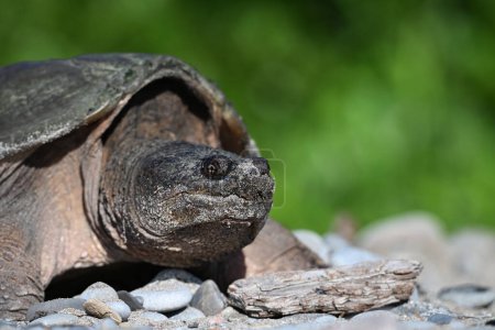 Primer retrato de una tortuga mordaz