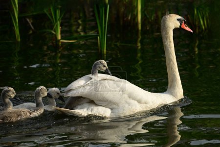 Spring scene of a adult with cute fluffy white cygnets Mute Swan babies swimming on a river while one rides on her back