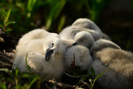 Lustiges Höckerschwan-Baby wacht auf und blickt den Fotografen aus der Gruppe schlafender Geschwister seitlich an