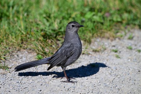 A Gray Catbird stands along a gravel foot path looking around