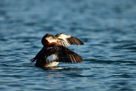 A Red-necked Grebe bird stretches its wings as it floats on a fresh water lake