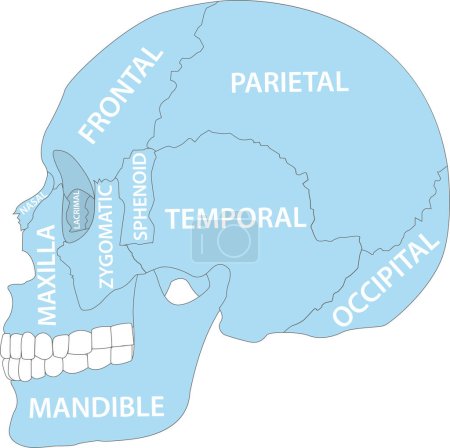 Téléchargez les illustrations : Image vectorielle d'anatomie des os du crâne humain - en licence libre de droit