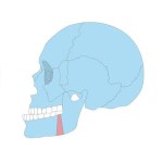 Orthognathic surgery vector illustration overbite teeth dental