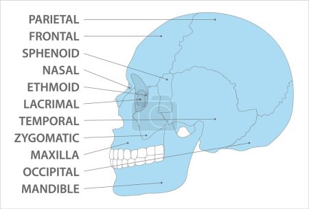 Illustration for Cranial bones side view vector image - Royalty Free Image