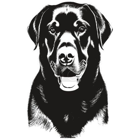 Ilustración de Rottweiler imagen dibujada a mano, dibujo en blanco y negro de do - Imagen libre de derechos