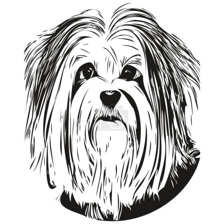 Ilustración de Havanese perro ilustración dibujada a mano, blanco y negro vector mascotas logo línea ar - Imagen libre de derechos