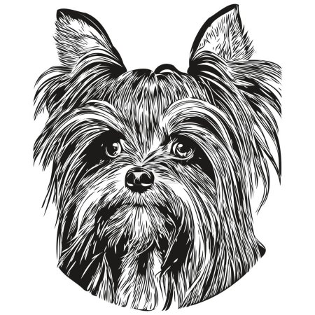 Téléchargez les photos : Yorkshire Terrier chien ligne art dessin à la main vecteur logo noir et blanc animaux illustratio - en image libre de droit