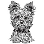 Yorkshire Terrier dog vector illustration, hand drawn line art pets logo black and whit