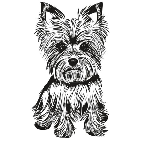 Téléchargez les photos : Yorkshire Terrier chien vecteur illustration, dessin à la main art animaux de compagnie logo noir et blanc - en image libre de droit