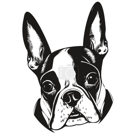 Téléchargez les photos : Boston Terrier chien vecteur illustration, dessin à la main art animaux logo noir et blanc - en image libre de droit