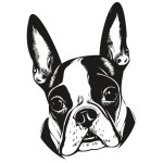 Boston Terrier dog vector illustration, hand drawn line art pets logo black and whit