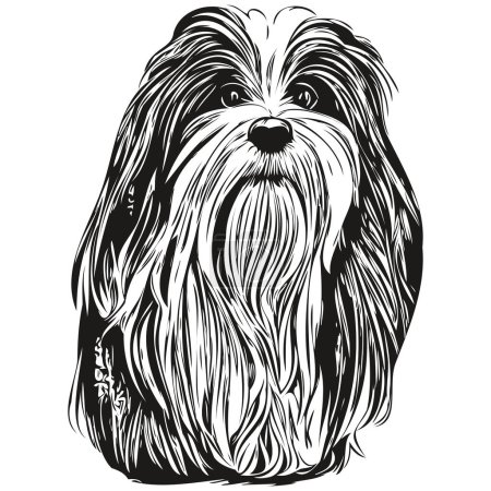 Ilustración de Havanese perro vector ilustración, dibujado a mano línea arte mascotas logotipo negro y blanco - Imagen libre de derechos