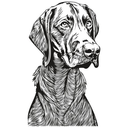 Vizslas dog hand drawn illustration, black and white vector pets logo line ar