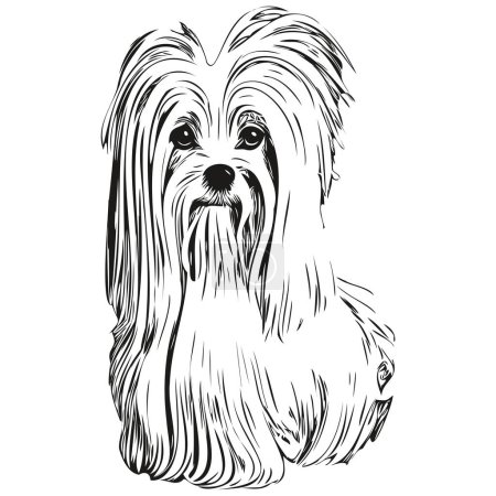 Illustration for Maltese dog hand drawn line art vector drawing black and white logo pets illustratio - Royalty Free Image