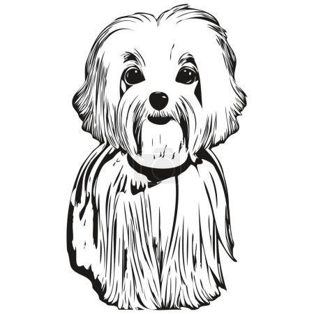 Malteser Hund Logo handgezeichnete Linie Kunst Vektor Zeichnung schwarz und weiß Haustiere illustratio