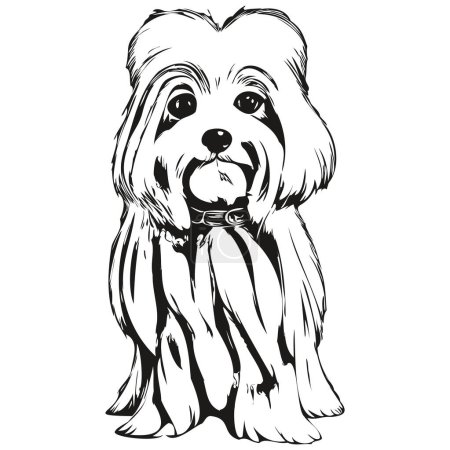 Illustration for Maltese dog vector illustration, hand drawn line art pets logo black and whit - Royalty Free Image