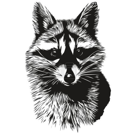 Photo for Realistic raccoon vector, hand drawn animal illustratio - Royalty Free Image