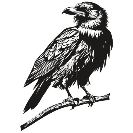 Téléchargez les photos : Raven mignon sur fond blanc, dessin à la main illustration corbi - en image libre de droit