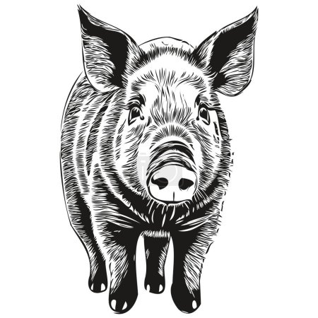 Engrave Pig illustration in vintage hand drawing style ho