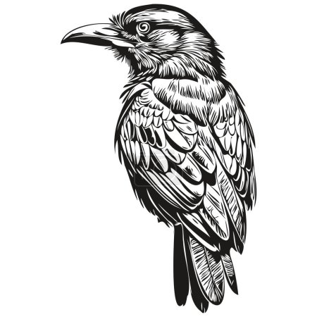 Illustration for Engrave Raven illustration in vintage hand drawing style corbi - Royalty Free Image
