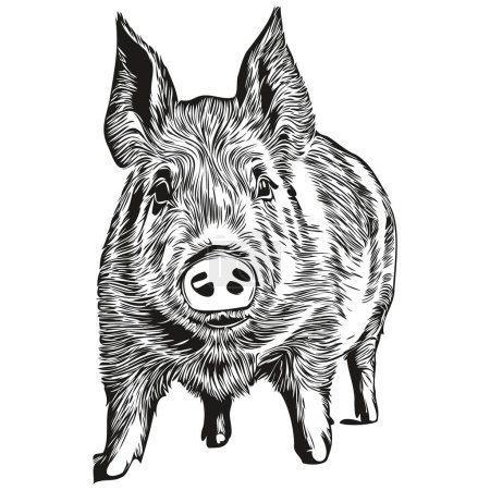 Téléchargez les photos : Croquis de porc, contour avec fond transparent, illustration dessinée à la main ho - en image libre de droit