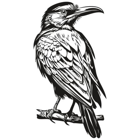 Téléchargez les photos : Corbeau croquis, portrait graphique d'un Corbeau sur fond blanc, corbi - en image libre de droit
