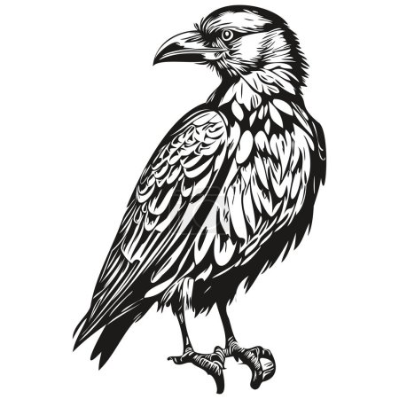 Raven vector illustration line art drawing black and white corbi
