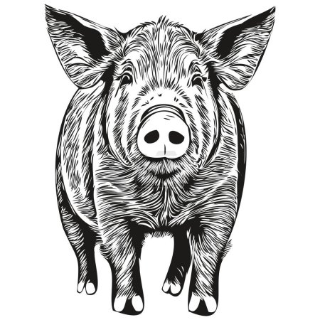 Vintage gravieren isoliert Schwein Illustration geschnitten Tinte Skizze ho