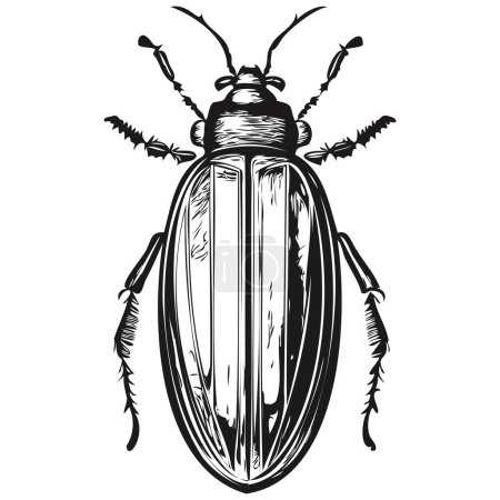 Ilustración de Escarabajo incompleto, retrato gráfico de un escarabajo sobre un fondo blanco, escarabajo - Imagen libre de derechos