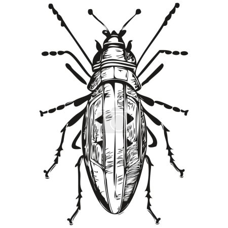 Téléchargez les photos : Croquis d'insectes, dessin à la main de la faune, style de gravure vintage, bug vectoriel d'illustration - en image libre de droit