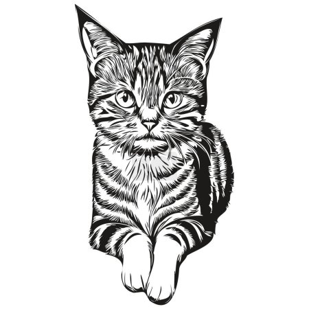 Téléchargez les photos : Croquis de chat, dessin à la main de la faune, style de gravure vintage, illustration vectorielle kitte - en image libre de droit