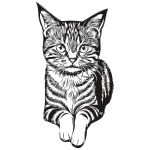 Cat sketch, hand drawing of wildlife, vintage engraving style, vector illustration kitte