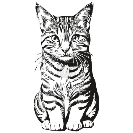 Téléchargez les photos : Drôle de dessin animé Chat, ligne art illustration encre croquis kitte - en image libre de droit
