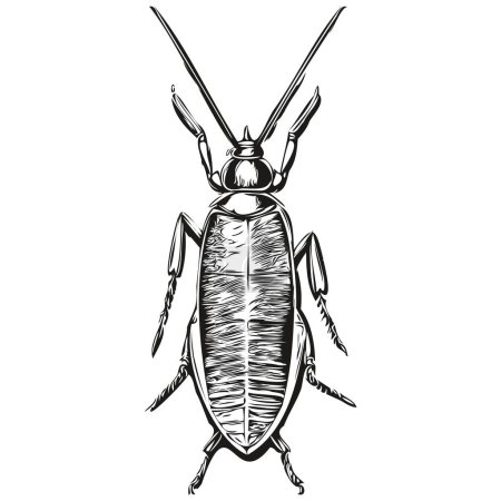Illustration for Cockroach  vintage illustration, black and white vector art cockroache - Royalty Free Image