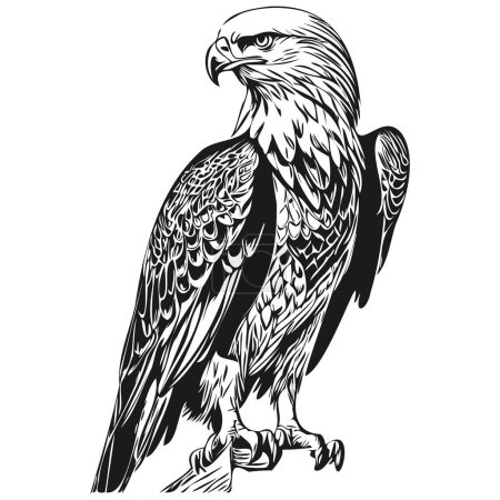 Téléchargez les photos : Illustration vectorielle aigle ligne art dessin noir et blanc bir - en image libre de droit
