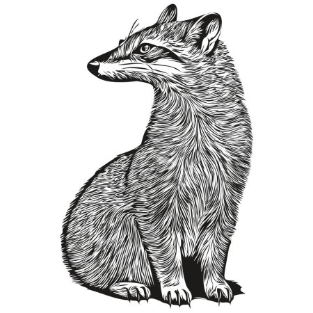 Téléchargez les photos : Illustration vintage Mongoose, art vectoriel noir et blanc Mongoose - en image libre de droit