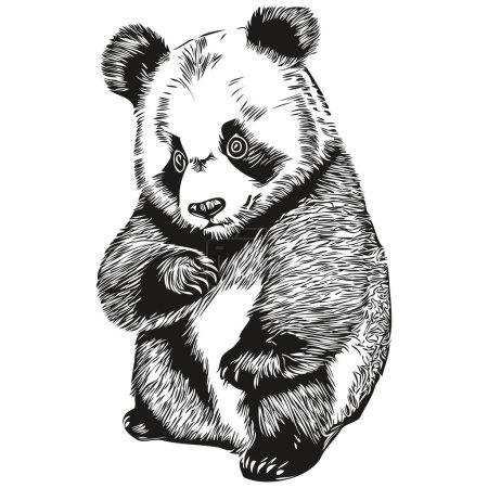 Téléchargez les photos : Vintage graver isolé Panda illustration découpé croquis à l'encre Panda - en image libre de droit