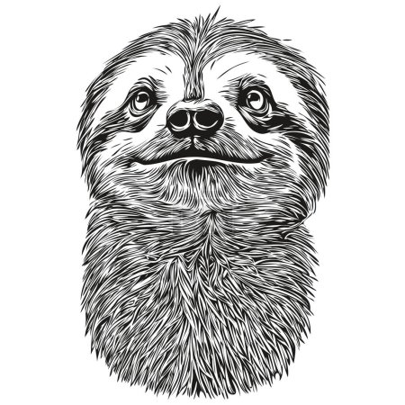 Portrait d'un mignon Sloth sur un fond blanc Sloth