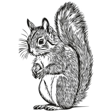 Téléchargez les photos : Gravure illustration écureuil dans le style de dessin à la main vintage bébé écureuil - en image libre de droit