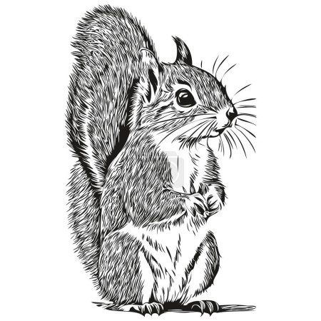Téléchargez les photos : Écureuil dessin animé à la main, vecteur vintage illustration bébé écureuil - en image libre de droit
